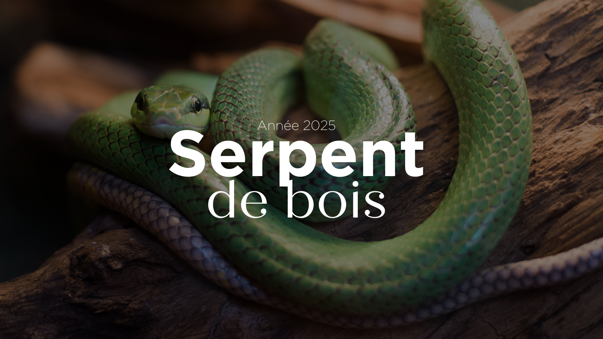 2025, année du Serpent de Bois: Ce que vous devez savoir